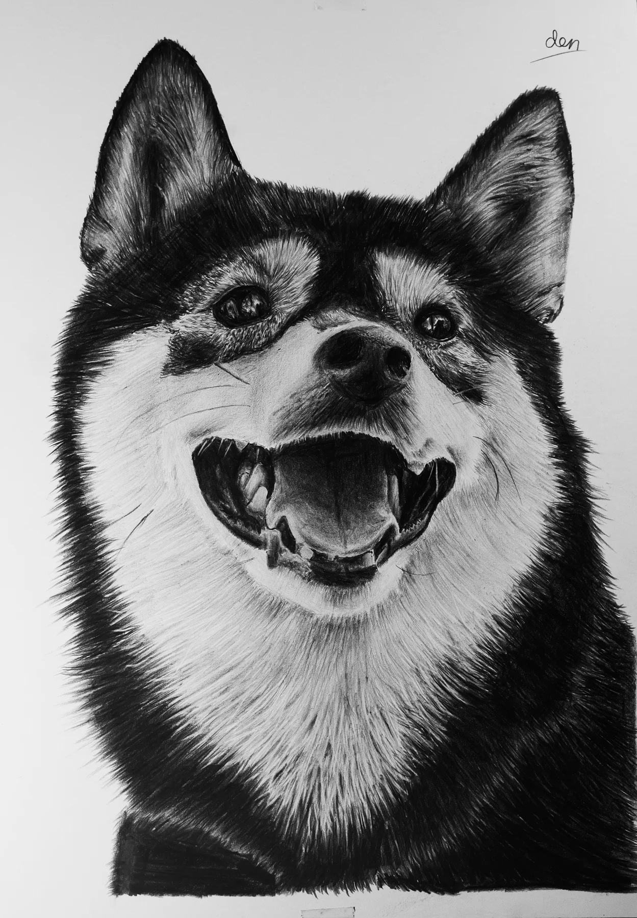 笑顔の柴犬を描いたリアリスティック鉛筆画