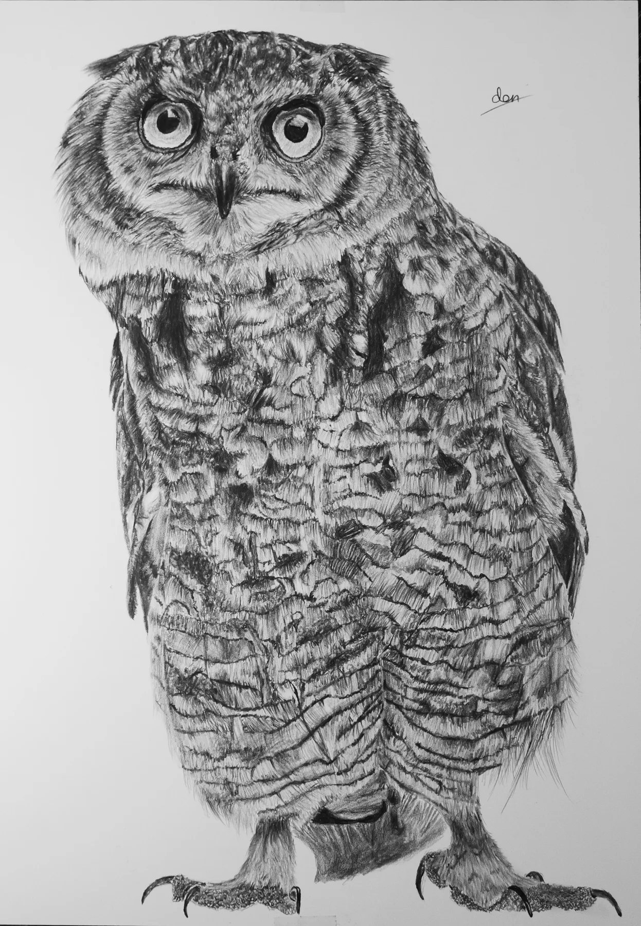 フクロウを描いたリアリスティック鉛筆画
